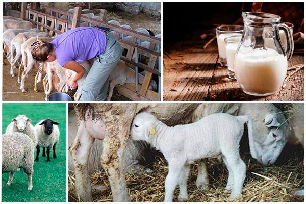 ������ ������: ����� �� ���������� � ��� ����������?