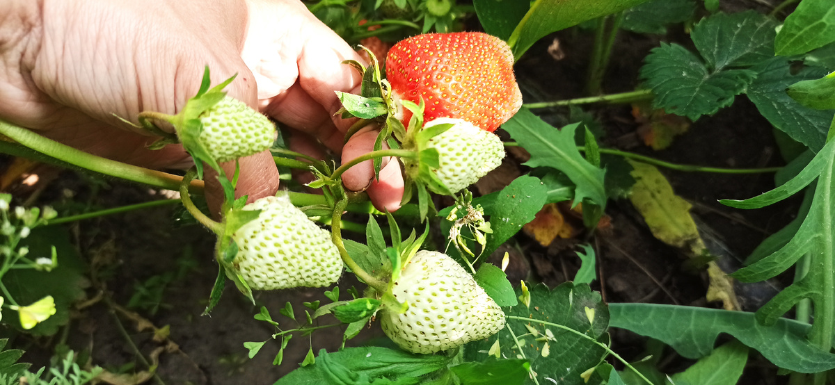 Клубника: секреты урожая, о которых никто не говорит