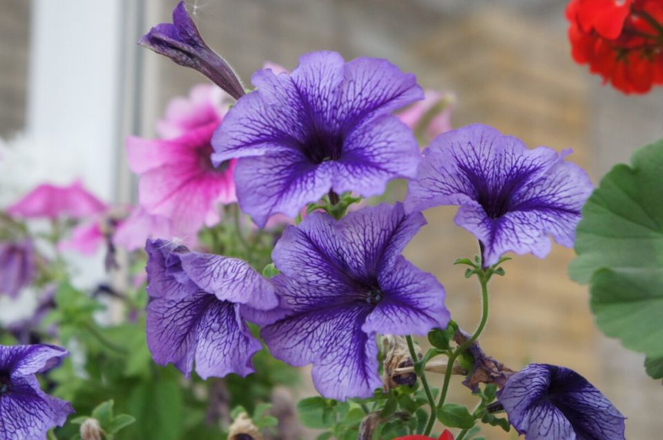 ��� ����������� ������� ������� ����� ���: ������ ��������� ���������� �������