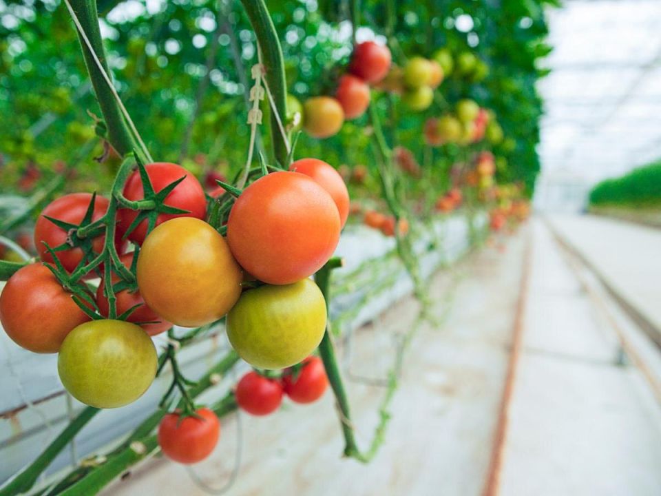 ������ �������� ��������: ��������� ������ ����� ���������