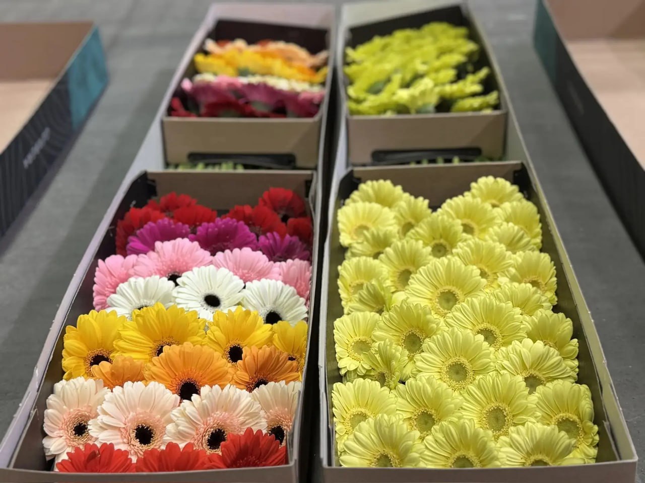 Миллионы цветов доставили в Челябинск к 8 Марта