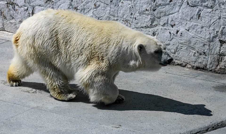 ���������������� ������ ����������� ������� ������������ ������� ��� ��������