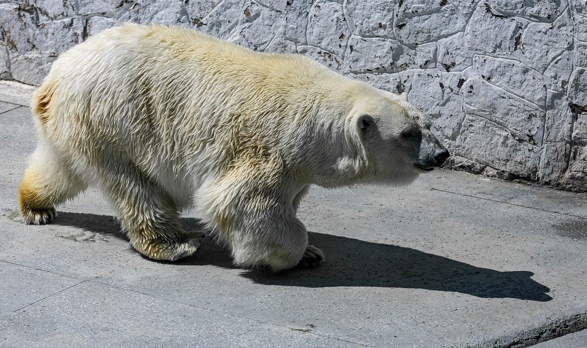 Россельхознадзор обязал челябинский зоопарк организовать бассейн для медведей