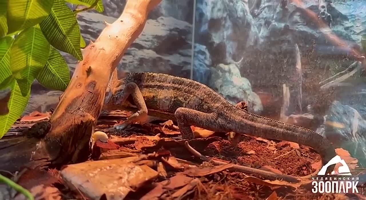 Как хамелеон Йося из Челябинского зоопарка отметил День неторопливости