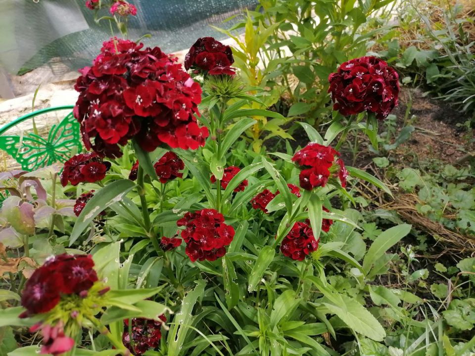 ��� ���������� �������� ��������: ������� ��������� ������������