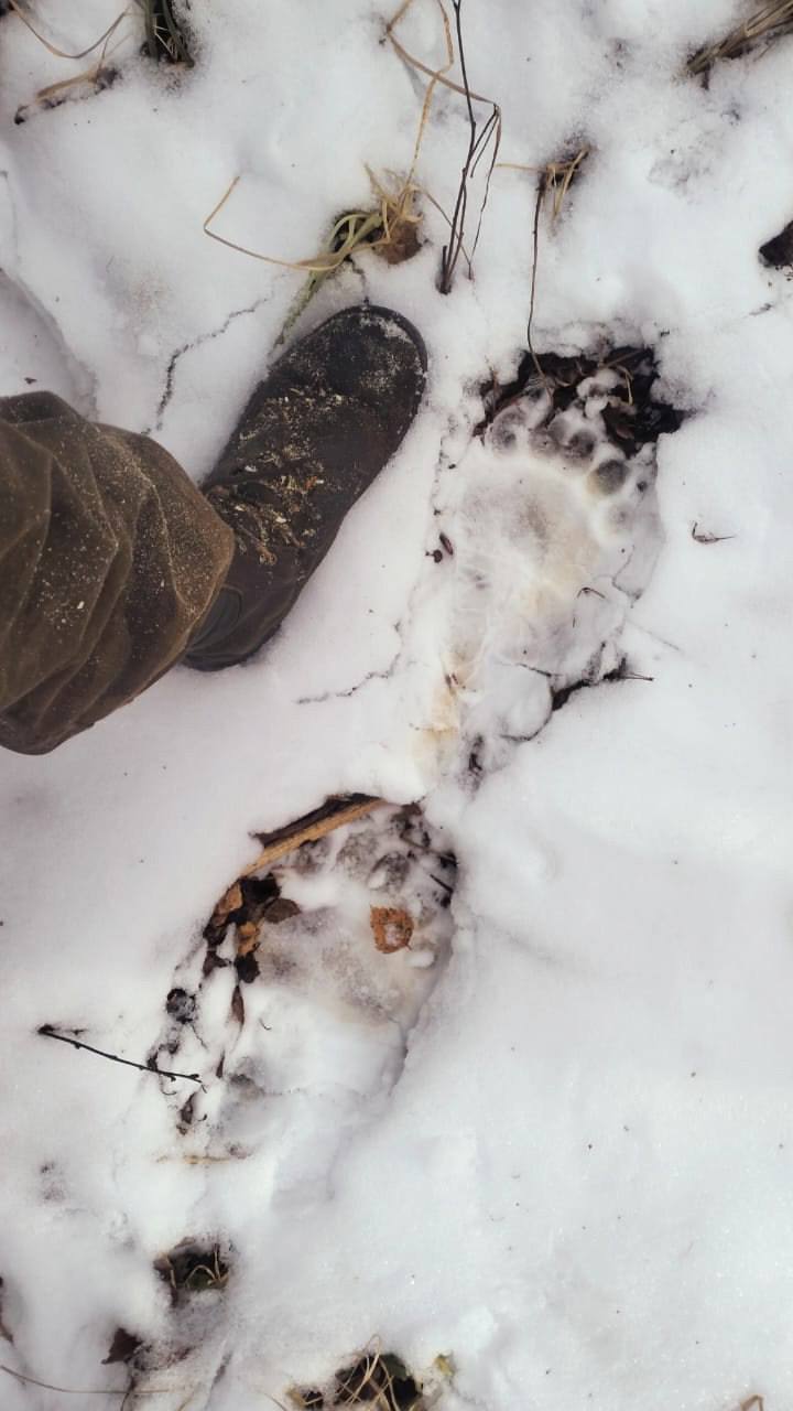В нацпарке Зюраткуль заметили медведя В нацпарке Зюраткуль заметили медведя