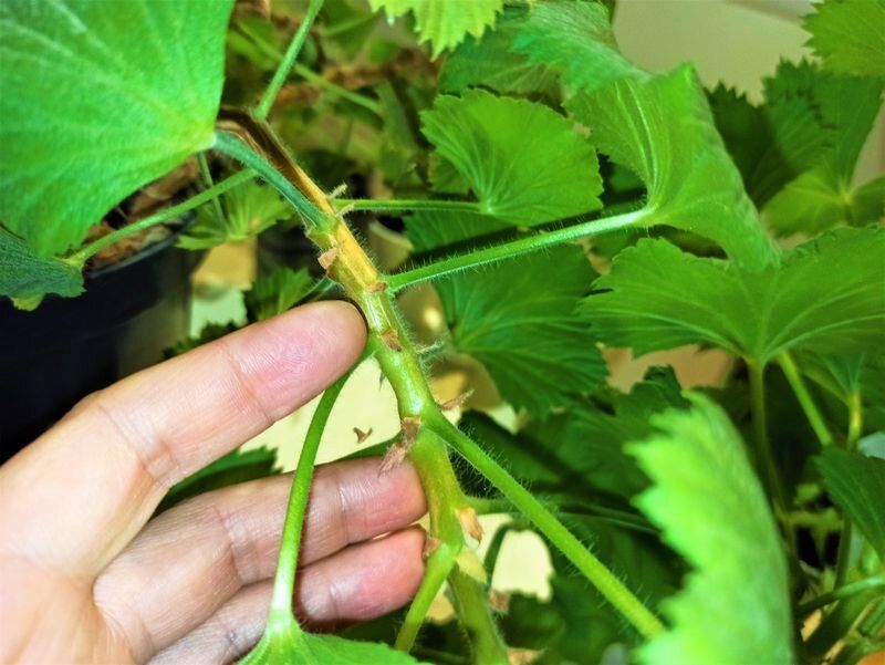 ��� ������� ��������� ���� ��������� �������� � ����