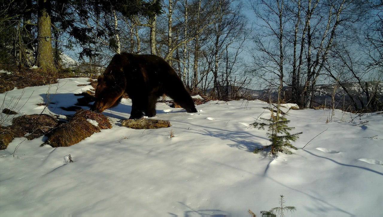 В нацпарке Зюраткуль заметили медведя