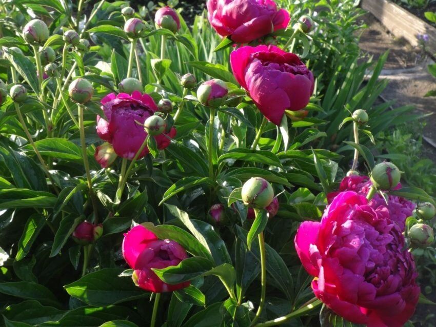 ����� ������ �����, ����� �����