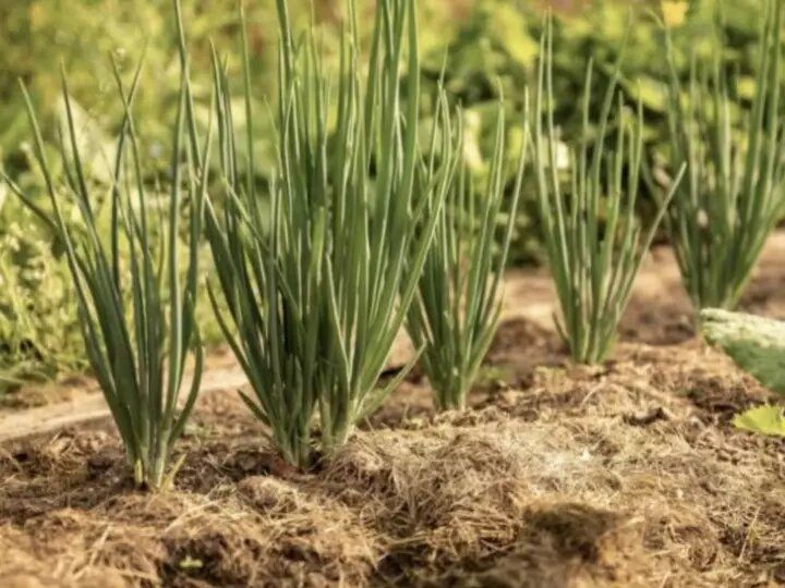 ������ �� ������� ���� ����� ������: ���������� � ����