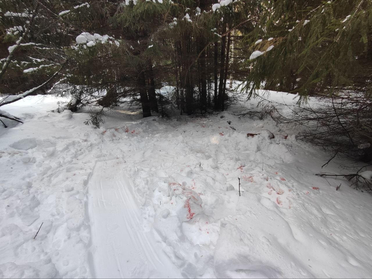 В Нязепетровском районе браконьеры застрелили беременную лосиху