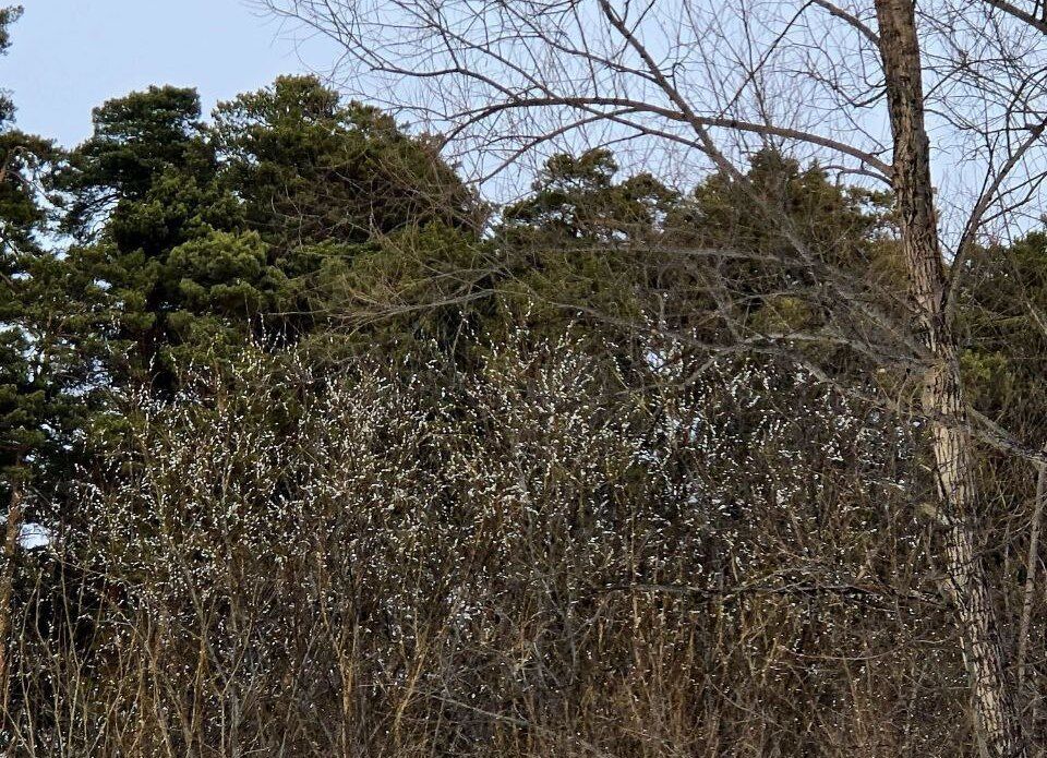 � ����������� ������� �� ������ ���� �� �������� �����