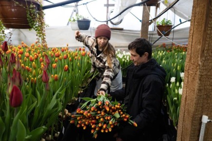 Голландцы на Урале: семья фермеров под Челябинском вырастила тысячи нежных тюльпанов к 8 марта