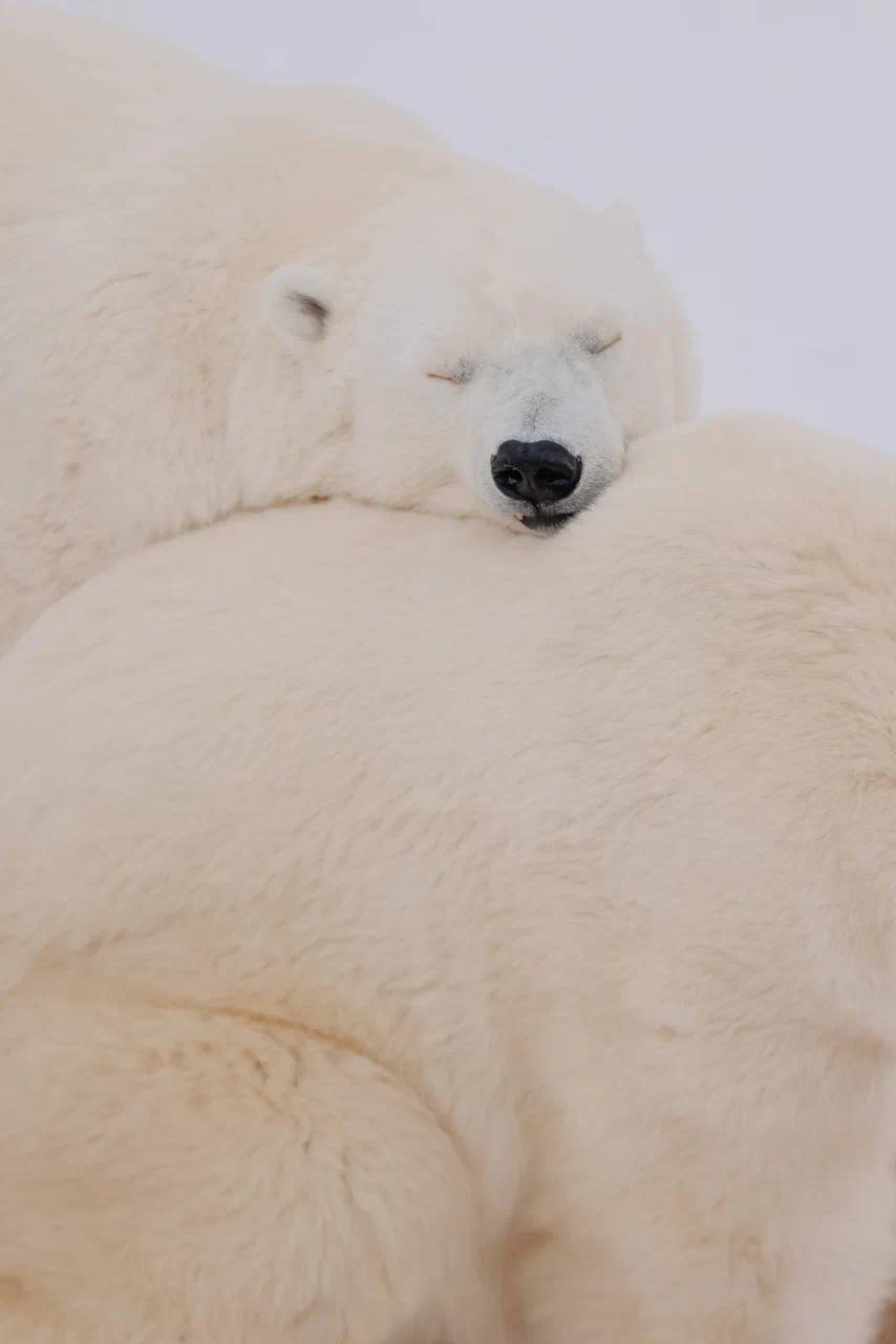 Ещё чуть-чуть и можно отправляться в спячку Ещё чуть-чуть и можно отправляться в спячку