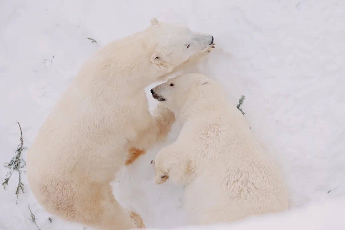 Ещё чуть-чуть и можно отправляться в спячку Ещё чуть-чуть и можно отправляться в спячку