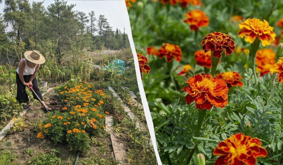 ������ ������� �������� ��������: ����������� ������������ ��� ������ �������