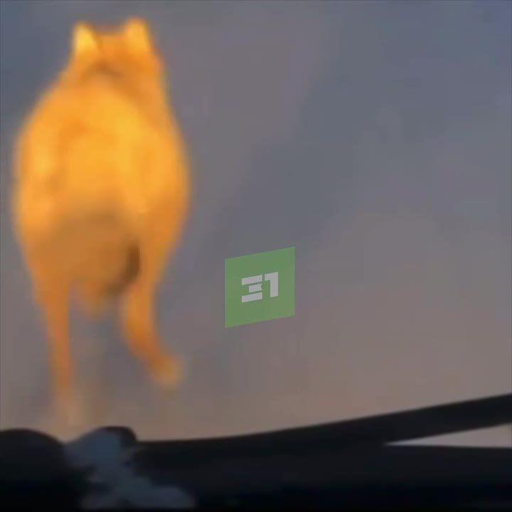 ���� ���������� �� ������ ��� ��������������