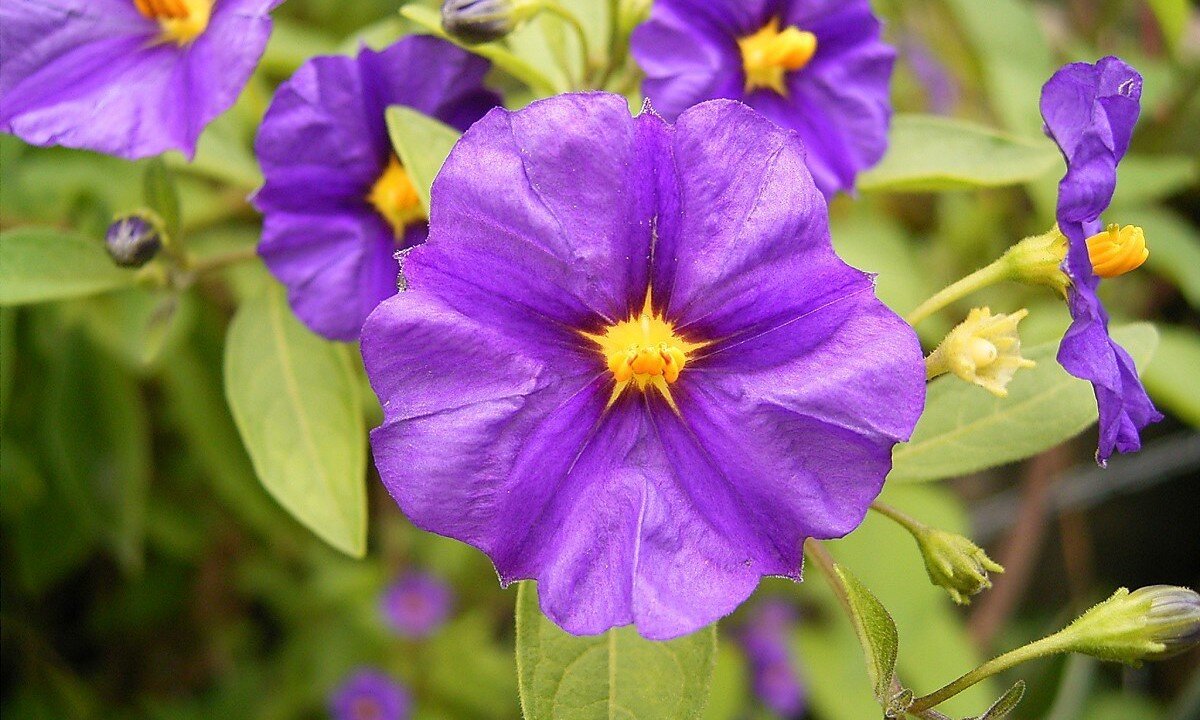 Картофельное дерево: секреты успешного ухода за урожаем