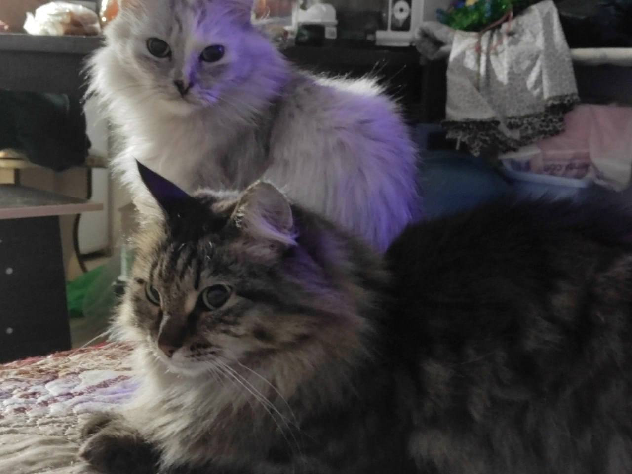 Наши подписчики во «Вконтакте» отправили нам стоооооолько котиков Наши подписчики во «Вконтакте» отправили нам стоооооолько котиков