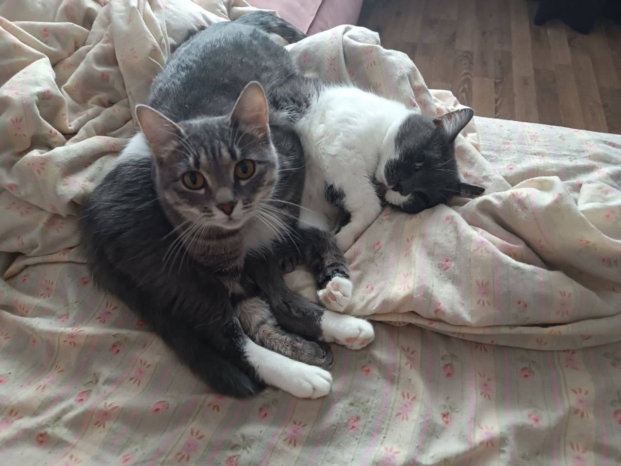 Наши подписчики во «Вконтакте» отправили нам стоооооолько котиков Наши подписчики во «Вконтакте» отправили нам стоооооолько котиков