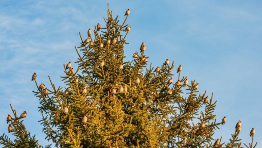 Вот такой птичий ажиотаж заснял Станислав Неклюдов