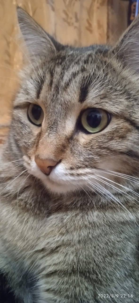 Наши подписчики во «Вконтакте» отправили нам стоооооолько котиков Наши подписчики во «Вконтакте» отправили нам стоооооолько котиков