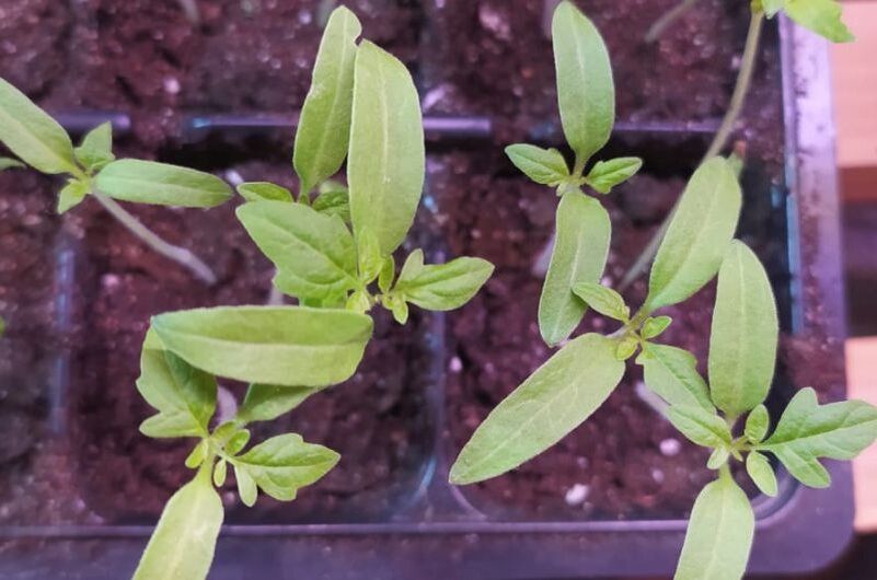 ���������, ��������� � ���������: ��������� �������� ������ ����� �� �������� ������