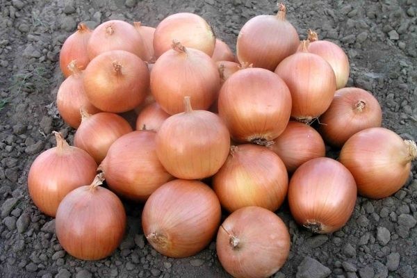 ��� ������: ������� ������ ����������� � �������������� �����