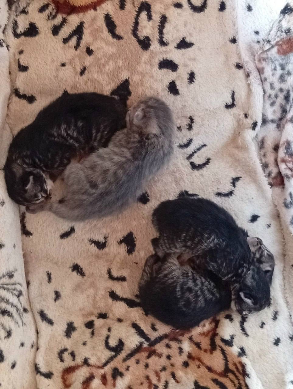 Наши подписчики во «Вконтакте» отправили нам стоооооолько котиков Наши подписчики во «Вконтакте» отправили нам стоооооолько котиков