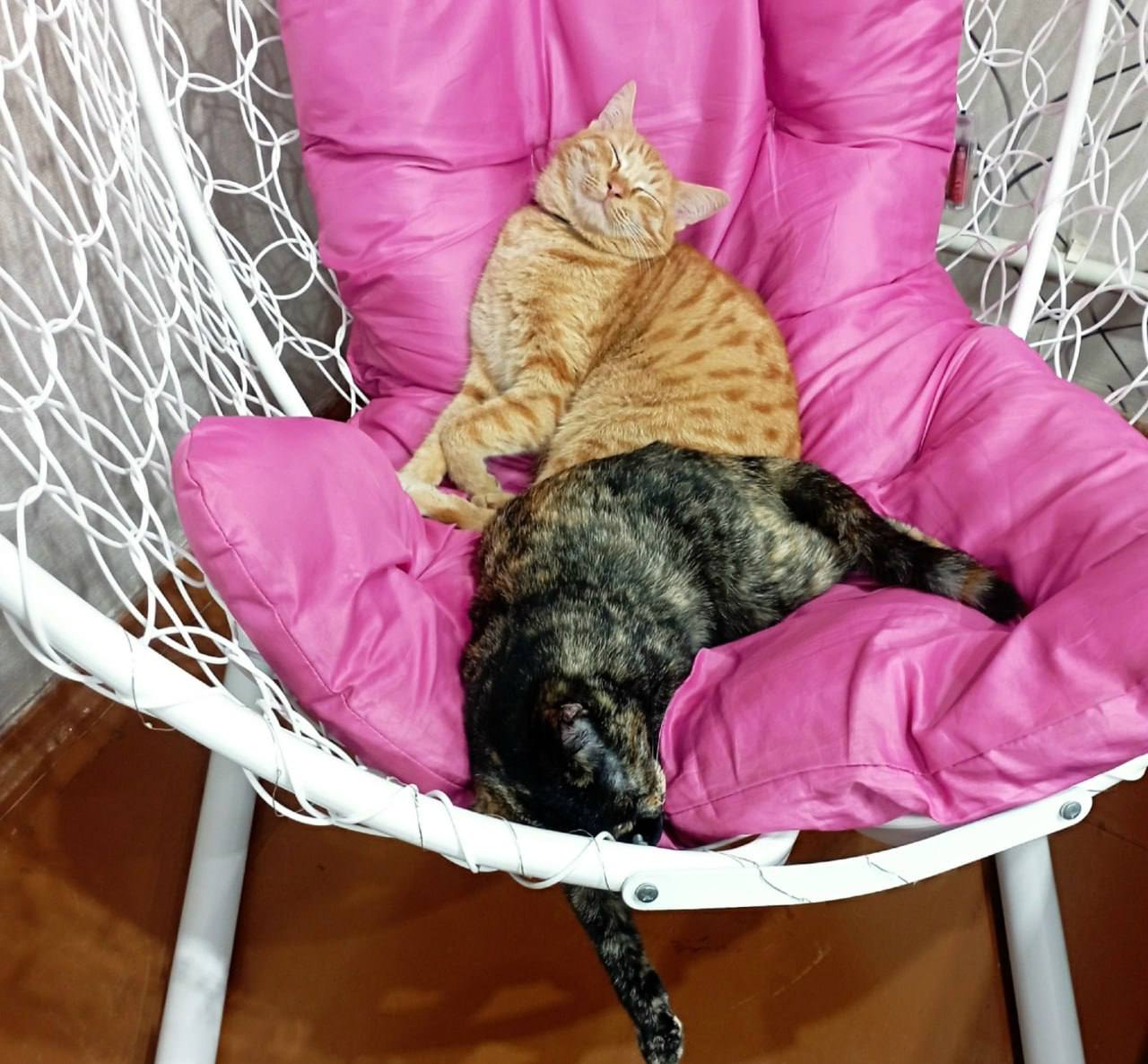 Наши подписчики во «Вконтакте» отправили нам стоооооолько котиков Наши подписчики во «Вконтакте» отправили нам стоооооолько котиков