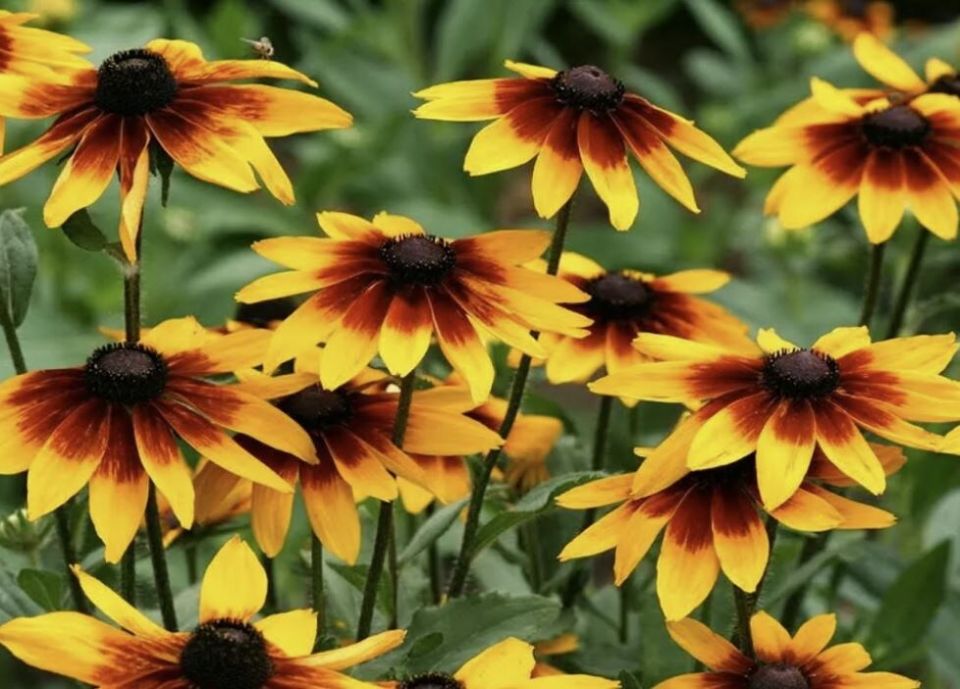 Цветущее вдоль забора: топ-7 растений для яркого летнего бордюра