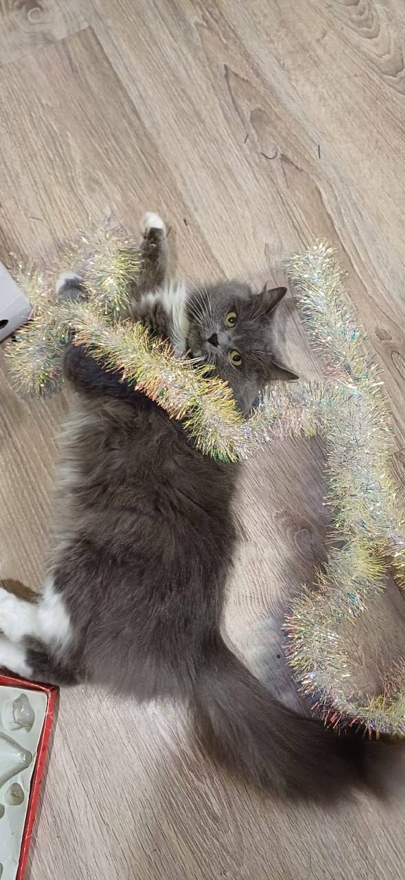 Наши подписчики во «Вконтакте» отправили нам стоооооолько котиков Наши подписчики во «Вконтакте» отправили нам стоооооолько котиков