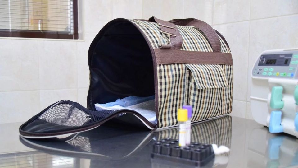 Жители Челябинска смогут привить питомцев от бешенства бесплатно