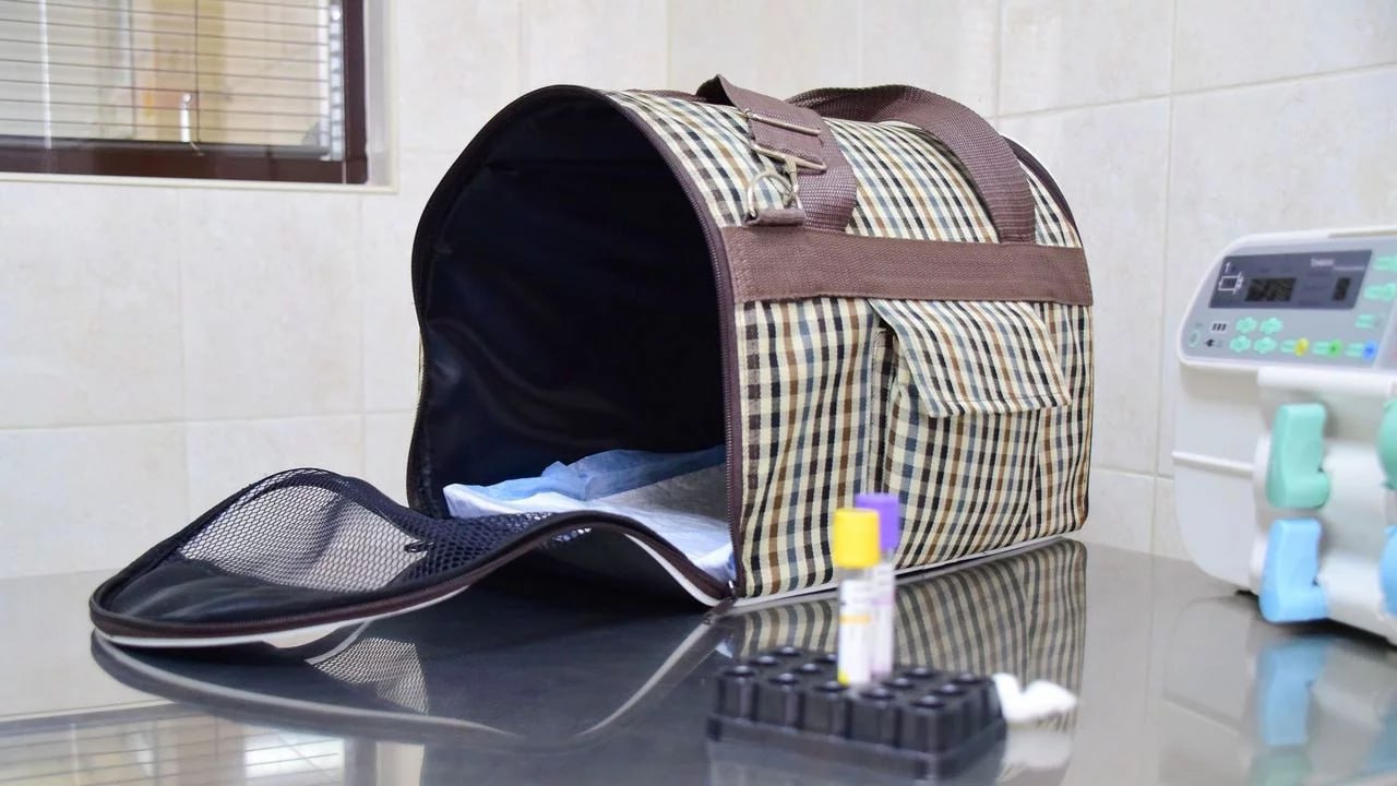 Жители Челябинска смогут привить питомцев от бешенства бесплатно