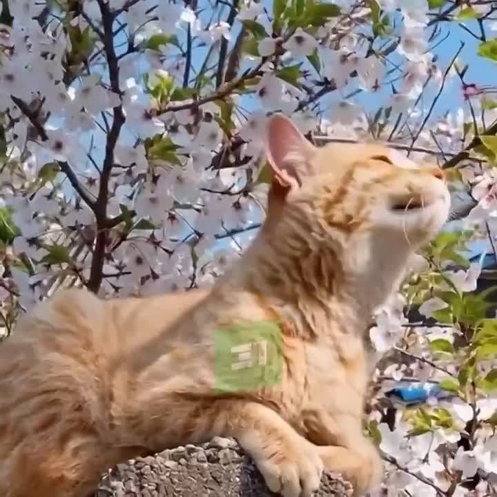 � ��� ��� ��� ��� �������. ���� �������