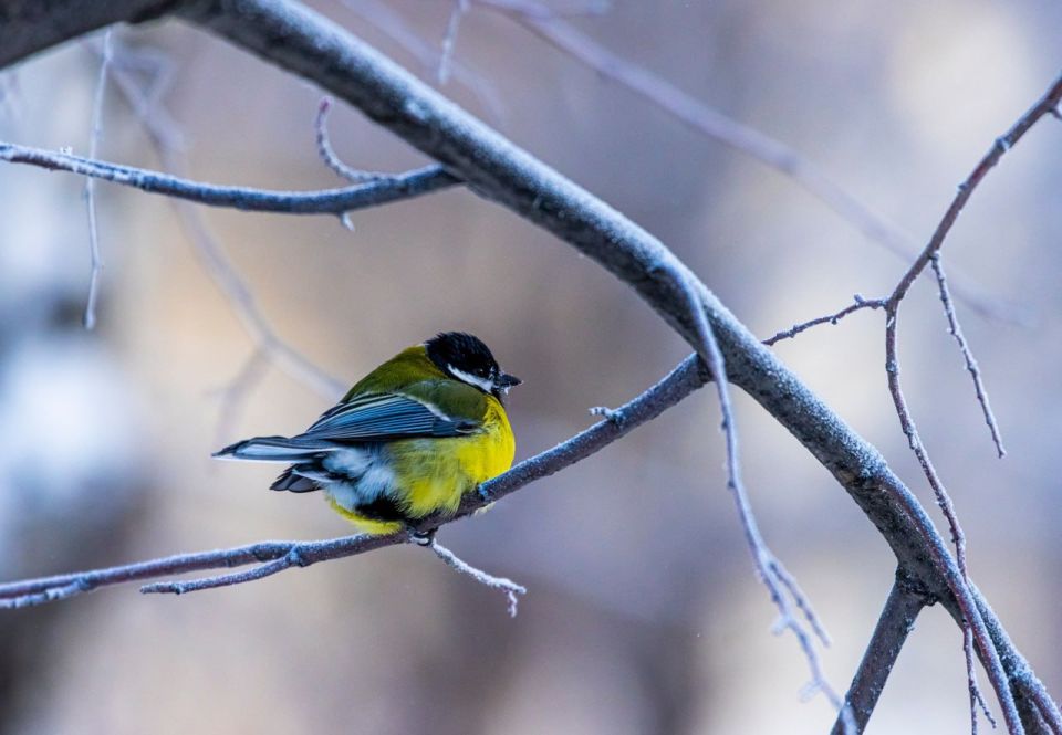 ��������� ������������ ������������ � ��������������� ������� � �����