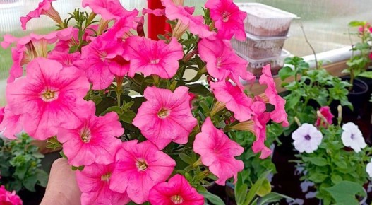 Секреты успешного укоренения петуний: весенние советы для пышного цветения