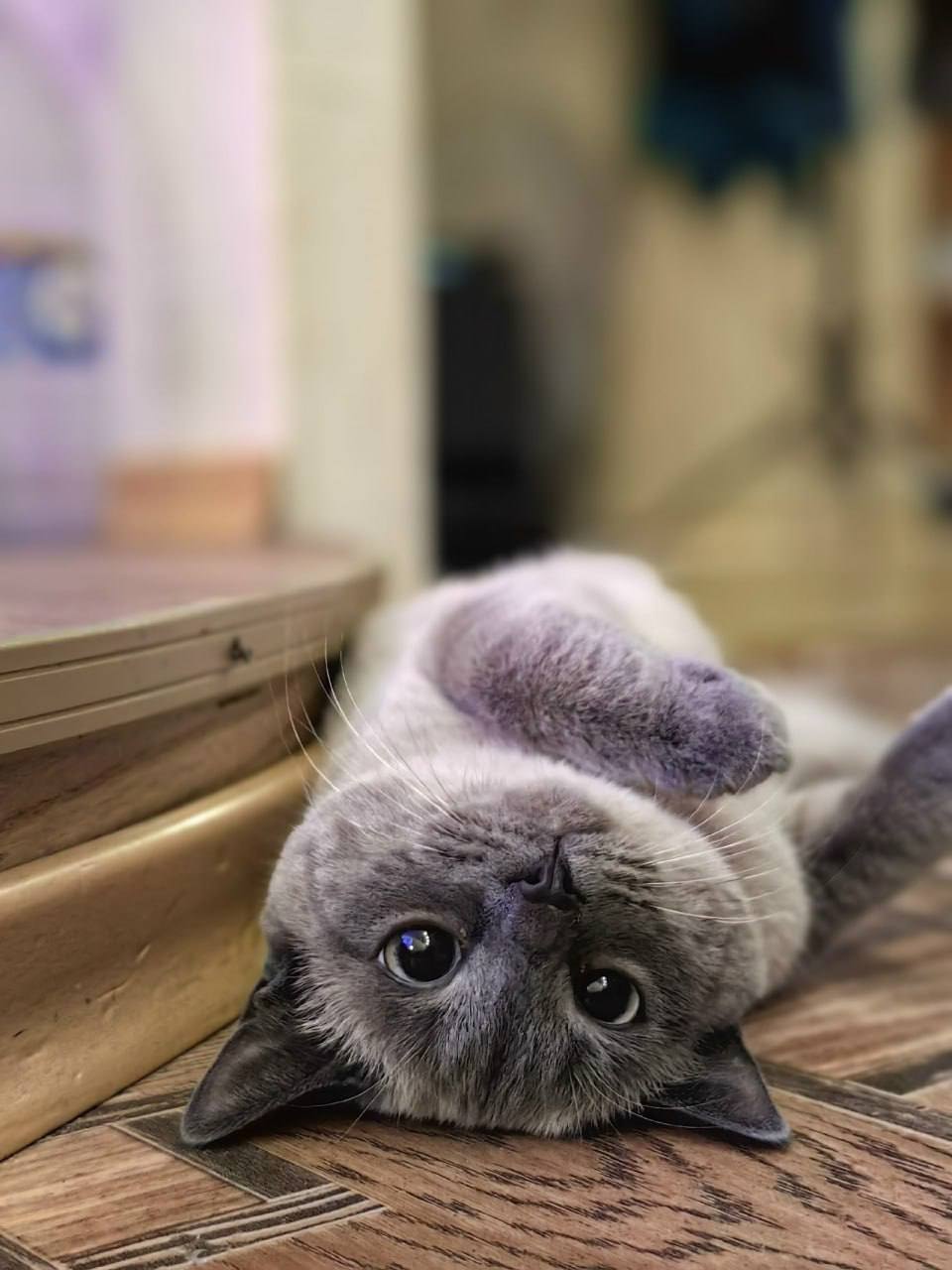 Наши подписчики во «Вконтакте» отправили нам стоооооолько котиков Наши подписчики во «Вконтакте» отправили нам стоооооолько котиков