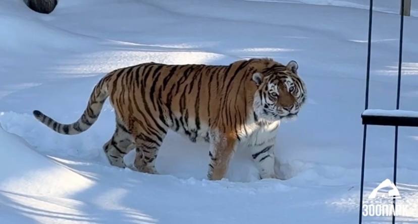 Надежда есть: 16-летний тигр Матис показывает первые успехи лечения в Челябинске