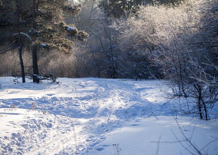 Полицейские помогли найти дорогу заблудившейся в лесу челябинке