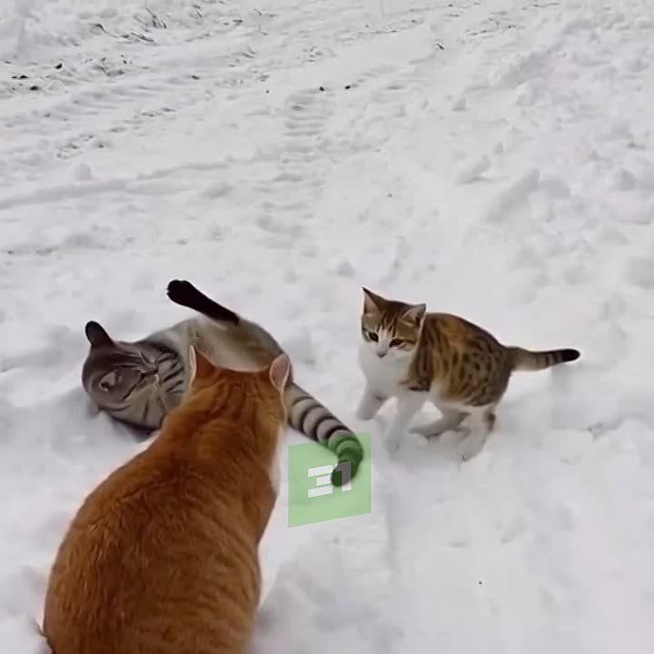 Не смотрите на календарь, весна еще не близко