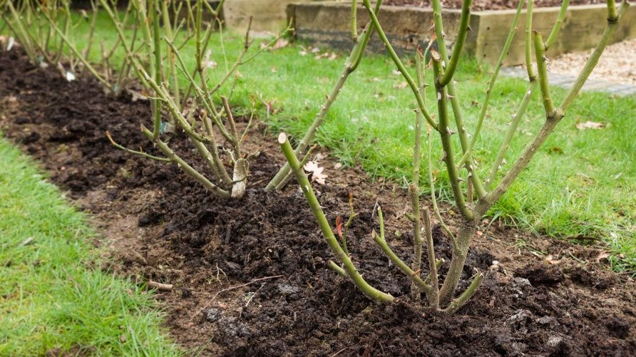 Как сохранить розы зимой: эффективные методы для экстренных морозов