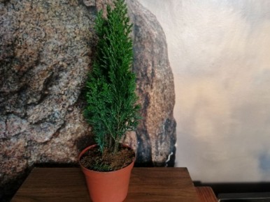 ��������� ������ ����������� � ���������� ������� ��� ��������� ������