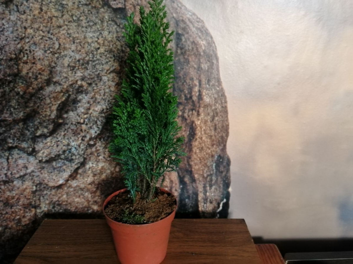 Комнатная елочка Хамеципарис – новогодняя находка для любителей зелени