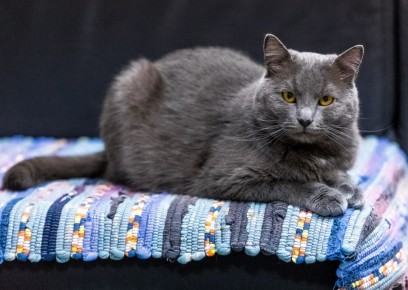 ���������� ���� ����� �� ���������� �������� �������� �� ���������