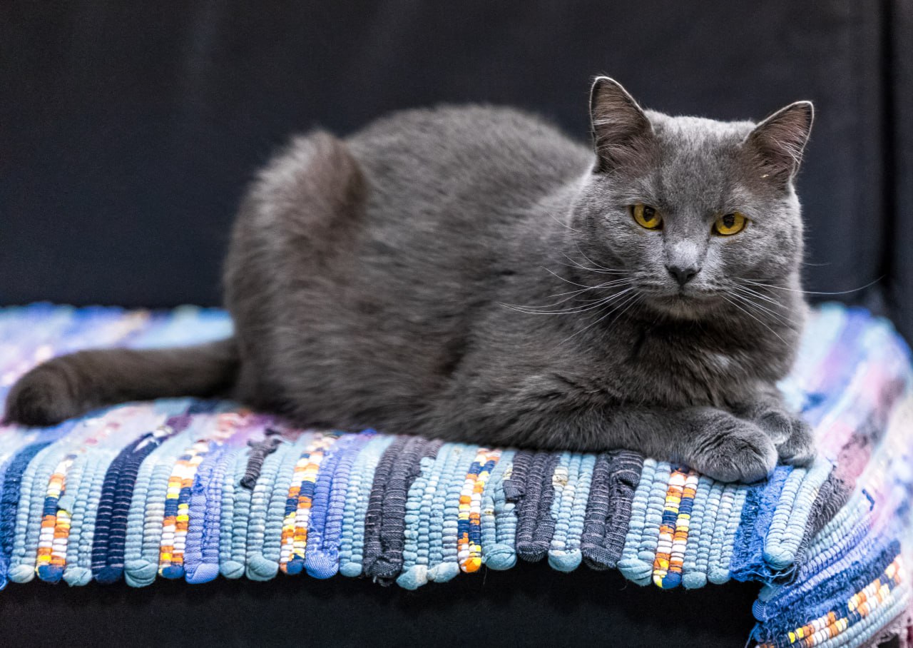 Челябинцам дали месяц на вакцинацию домашних животных от бешенства