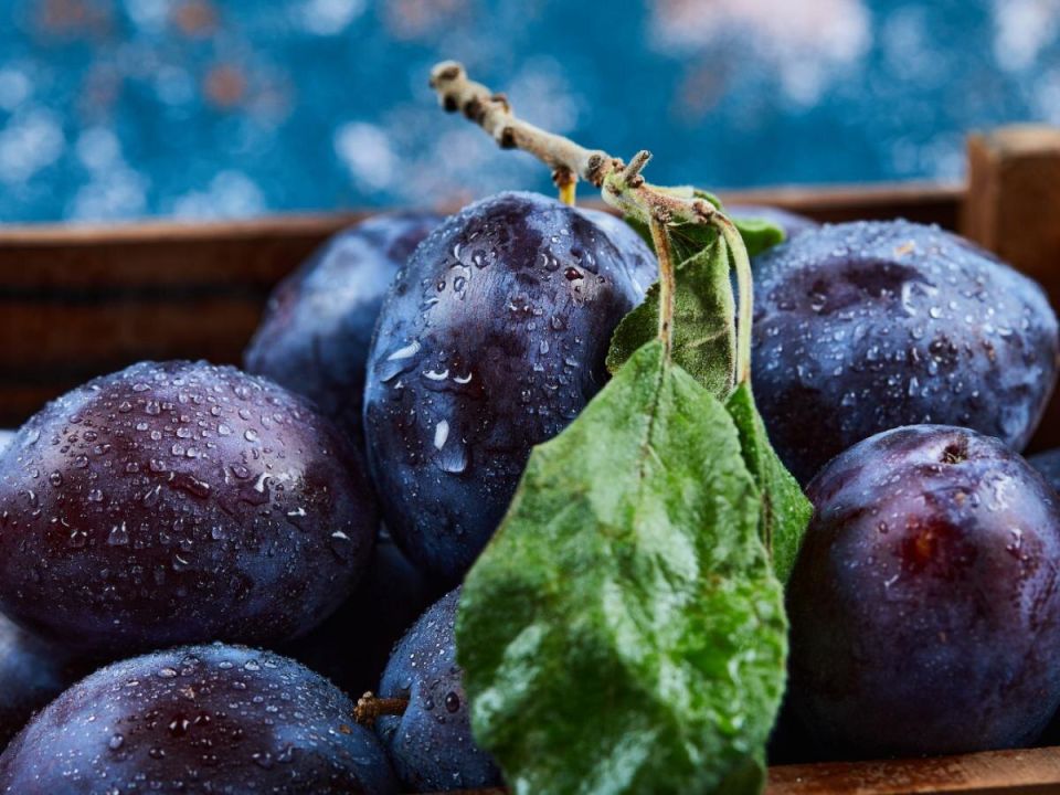 Как правильно ухаживать за сливовым деревом после сбора урожая