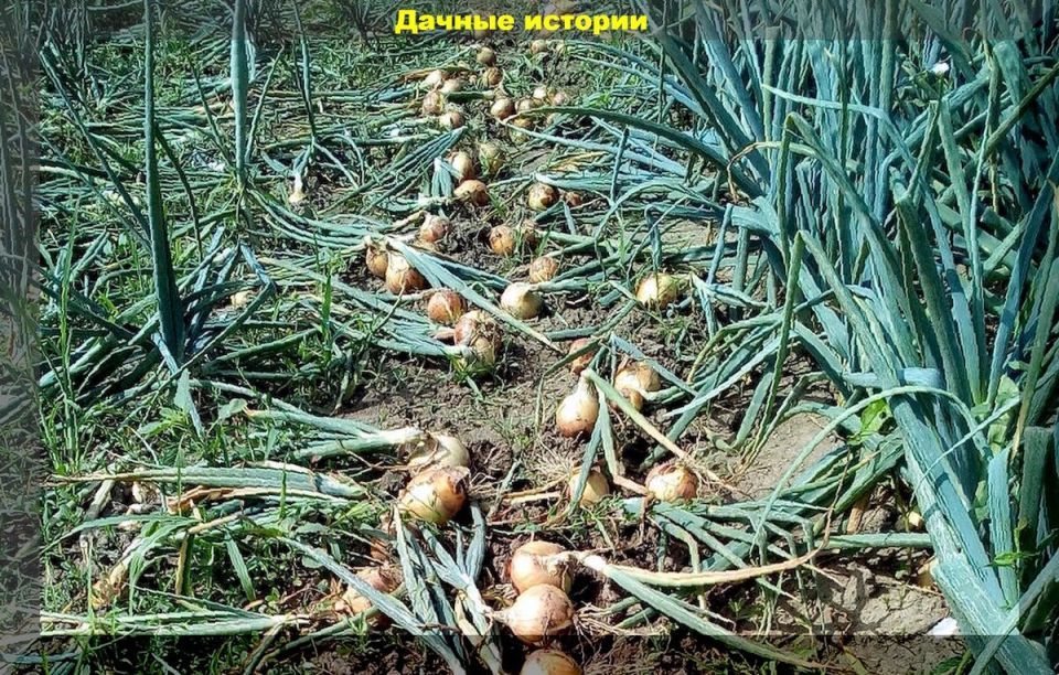 Как вырастить идеальный лук и чеснок: секреты хранения