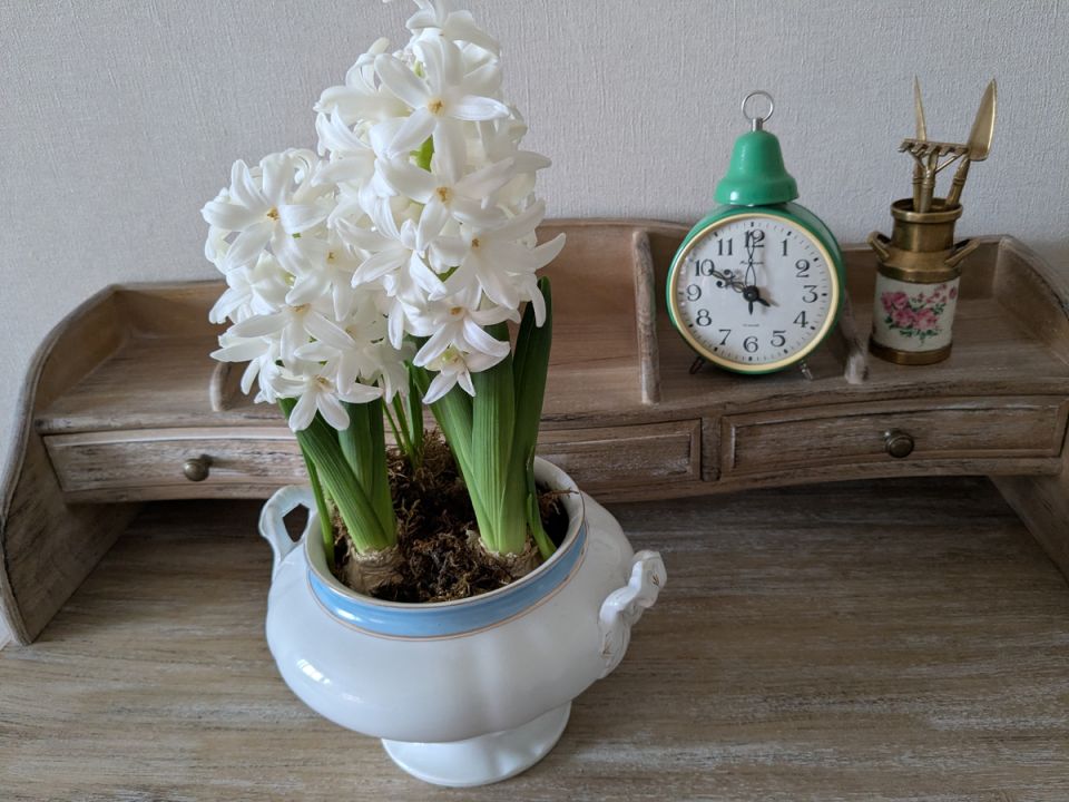 Праздник весны: как садоводы встречают последний день зимы