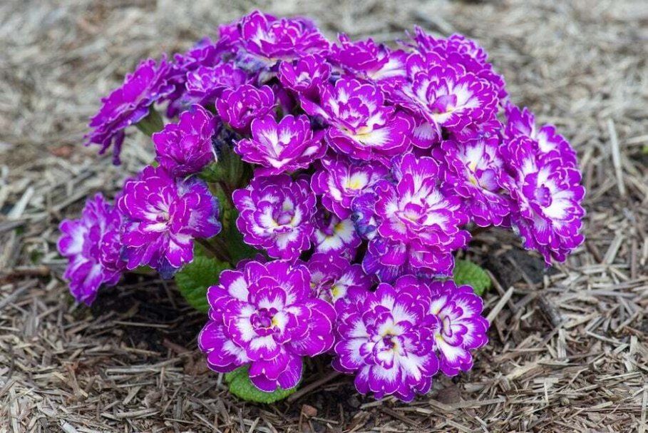 Махровые примулы Belarina: волшебство весны в вашем саду